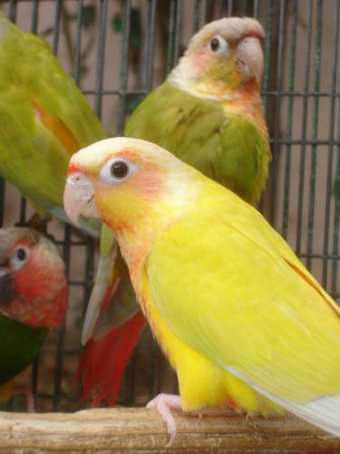 Green Cheek Conure Mutations Chart