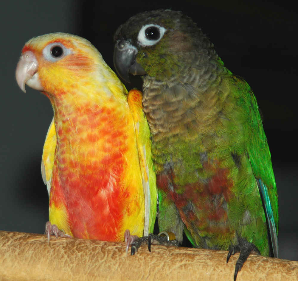 Green Cheek Conure Mutations Chart