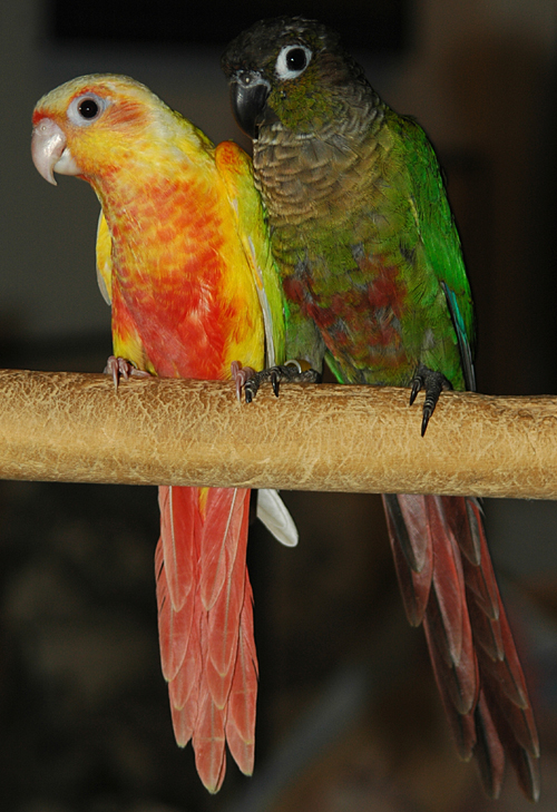 Green Cheek Conure Mutations Chart