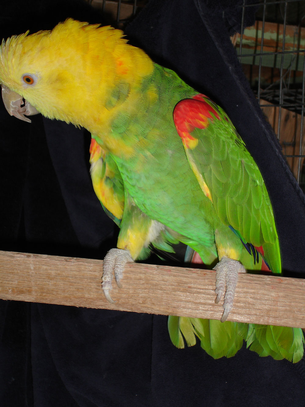 Extreme Magna Double Yellow Headed Amazon Parrots By The Feather Tree,Types Of Cacti Houseplants