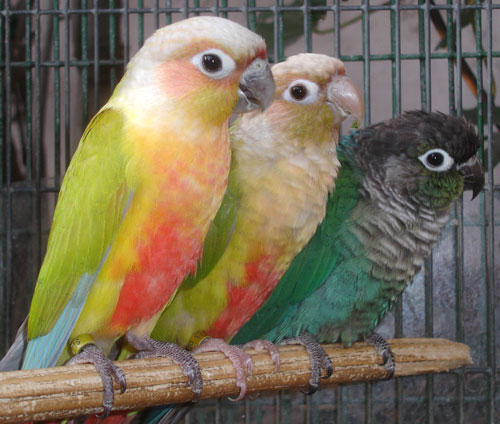 Green Cheek Conure Mutations Chart