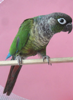 Green Cheek Conure Mutations Chart