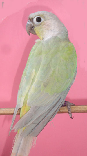 Green Cheek Conure Chart