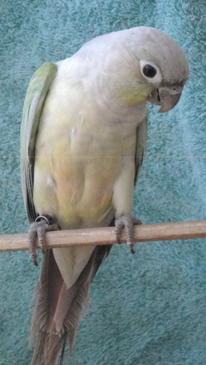 Green Cheek Conure Chart