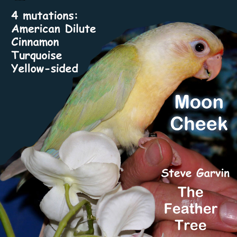 Green Cheek Conure Mutations Chart